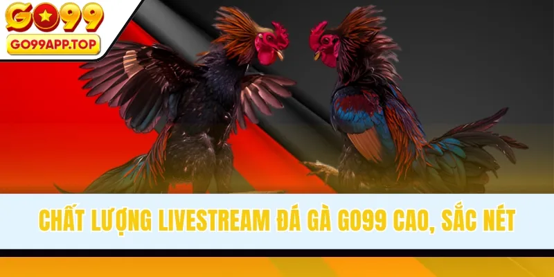 Chất lượng livestream đá gà Go99 cao, sắc nét